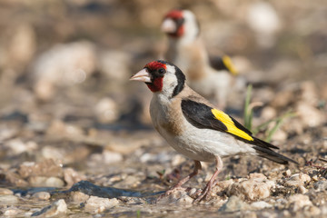 goldfinch drinking