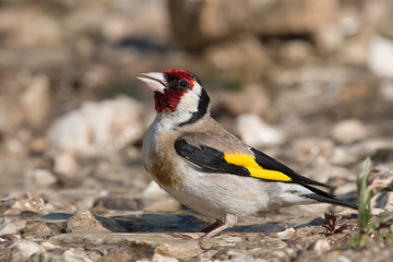 goldfinch drinking