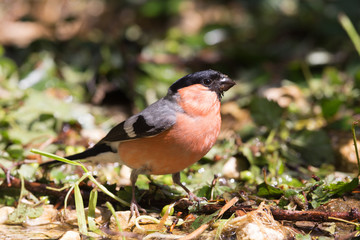 bullfinch male