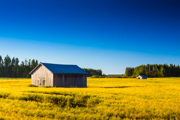Obraz premium Two Barns On The Autumn Fields