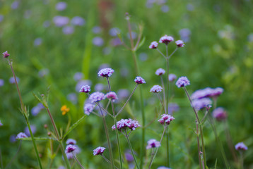 Fototapeta premium close up purple flowers
