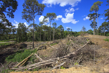 Deforestation environmental damage