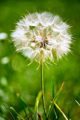 Dandelion