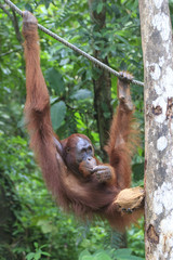 Orangutan