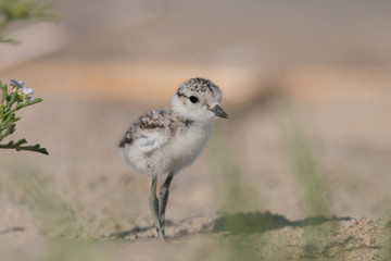 young Kentish plover