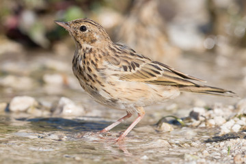 tree pipit