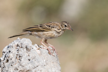 tree pipit