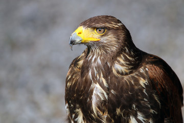 Obraz premium Portrait of a buzzard with a grey background