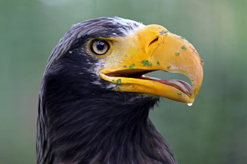 Steller's Sea Eagle