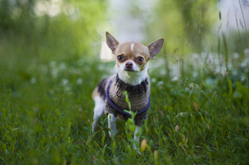 Chihuahua puppy for a walk in the park