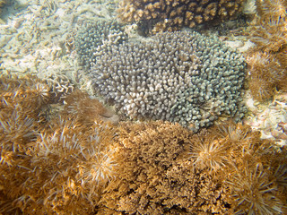 Naklejka na ściany i meble soft, coral, Nusa Penida, Indonesia