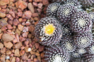 Cactus on the rocks