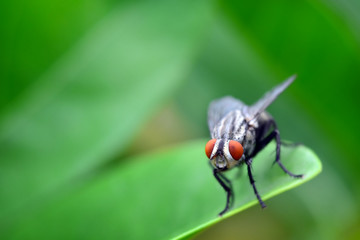 Macro view of fly