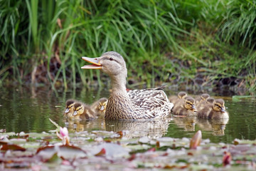 Mother duck with her ducklings