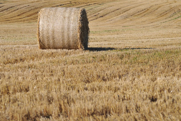 Rolled staw on Irish stubble field. © maciej90