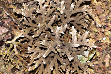  hard,  coral, Nusa Penida, Indonesia