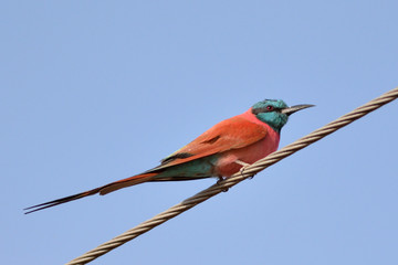 guêpier carmin