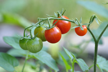 A cluster of cherry tomatoes on the vine.