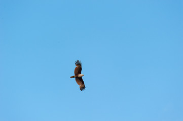  Red-backed sea-eagle