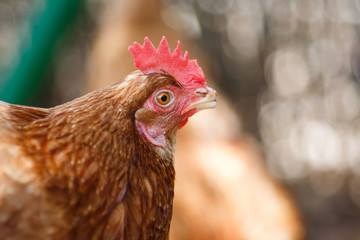 Chicken close up