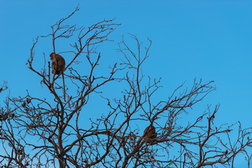 Proboscis monkey sitting in a tree