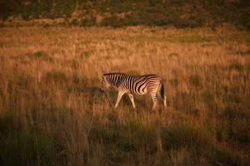 Naklejka premium Lone Zebra walking through bush at dawn Pilanesberg game reserve, South Africa