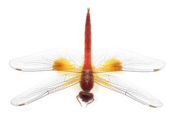 Beautiful dragonfly isolate on white background (Insect)