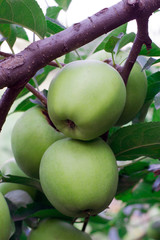 apples on a branch