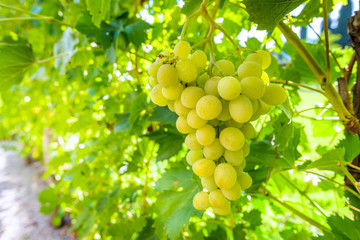 White grapes hanging on a bush in a sunny beautiful day