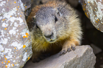 marmot #2