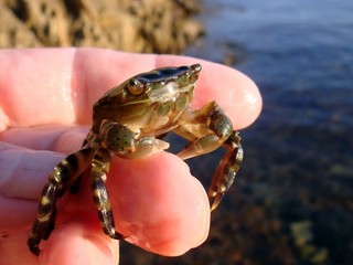 live crab