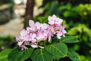 Soft pink Flowers