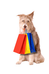 Hund mit Einkaufstaschen