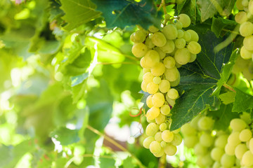 White grapes hanging on a bush in a sunny beautiful day