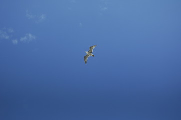 Mouette en approche, dans ciel bleu de méditerrannée
