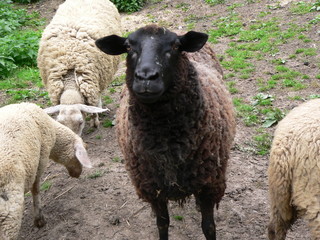 Brown sheep in the herd stands in the corral at a farm in Czech Republic