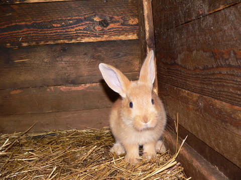 Young rabbit home lying in a hutch