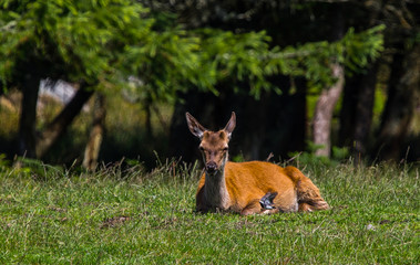 jeleń  3 © fotoevent24