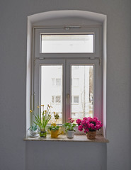 arched window and colorful flowers