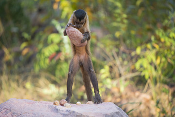 Kapuzineraffe zerschlägt Nuss mit Stein