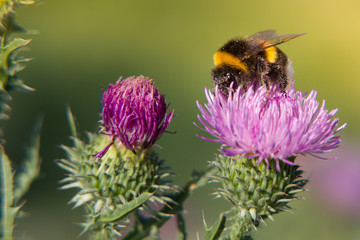 Hummel auf Distel