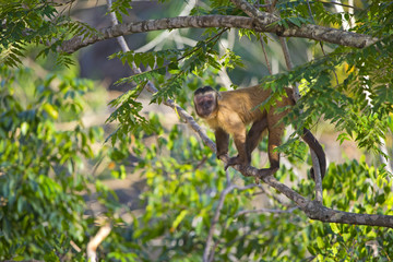 Kapuzineraffe im Baum