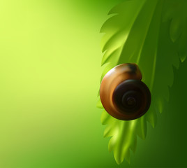 bright snail on a green leaf