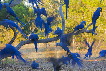 Hyazintharas auf einem Baum © aussieanouk