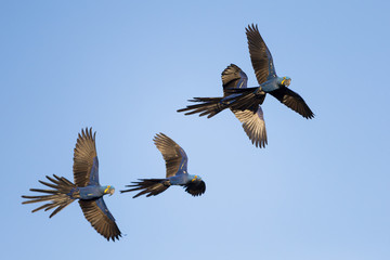 Hyazintharas im Flug