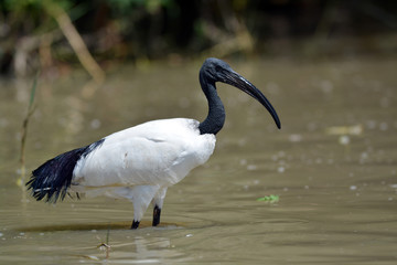 ibis sacré