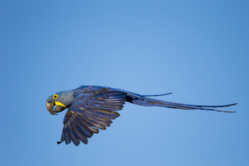 Hyazinthara im Flug