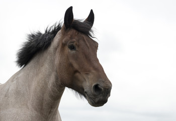 Obraz na płótnie Canvas closeup of horse head