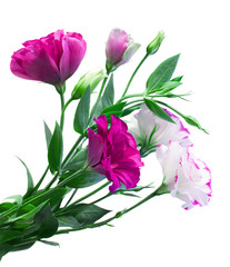 Obraz premium bouquet of eustoma flowers