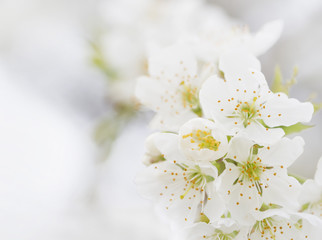 Crimean branch of cherry blossoms in April
